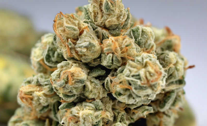 Lemon Popperz Strain: A Citrusy Delight for Cannabis Enthusiasts